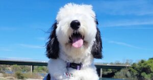 Meet the Real-Life Snoopy Bayley, the Playful Mini Sheepadoodle