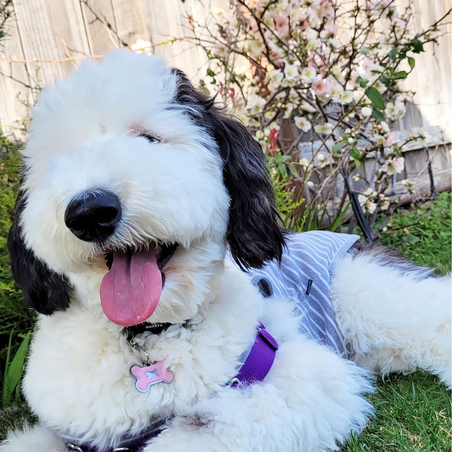 Bayley Mini Sheepadoodle