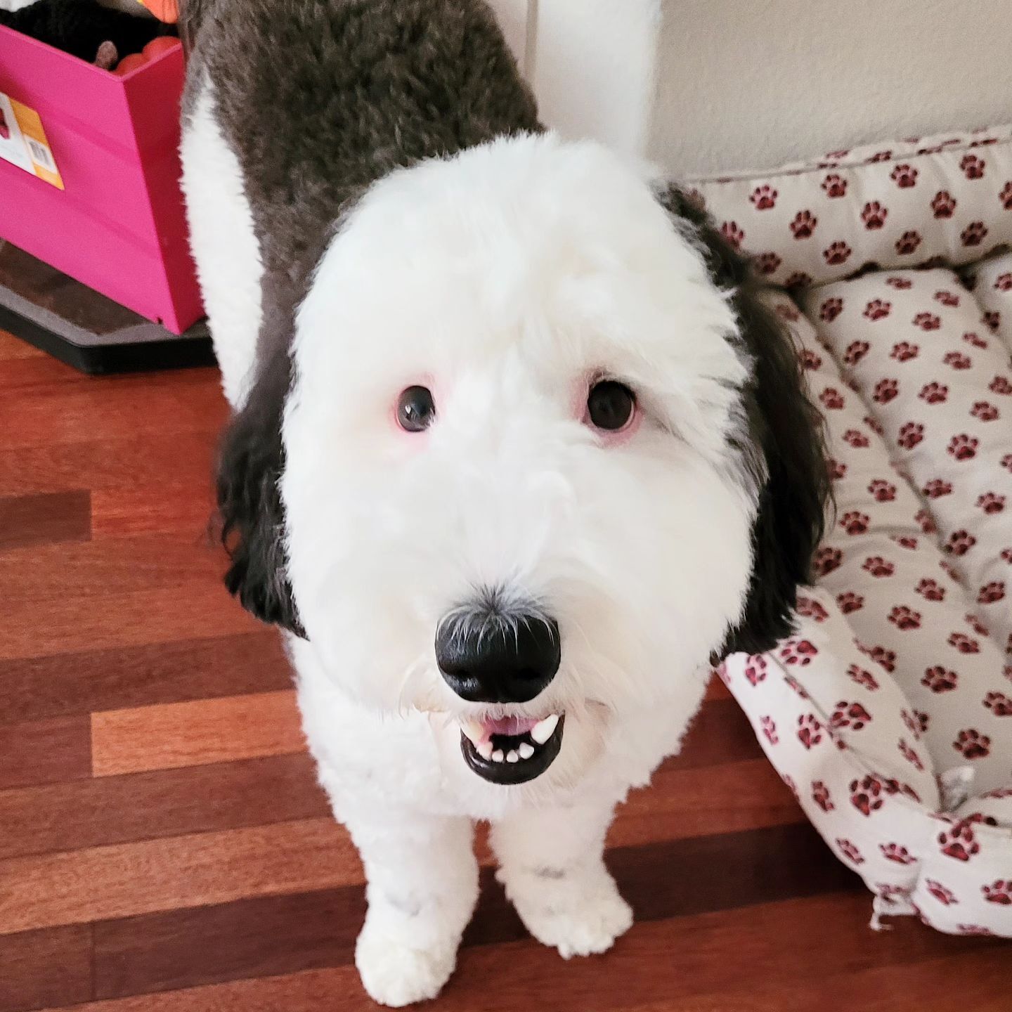 Bayley Mini Sheepadoodle