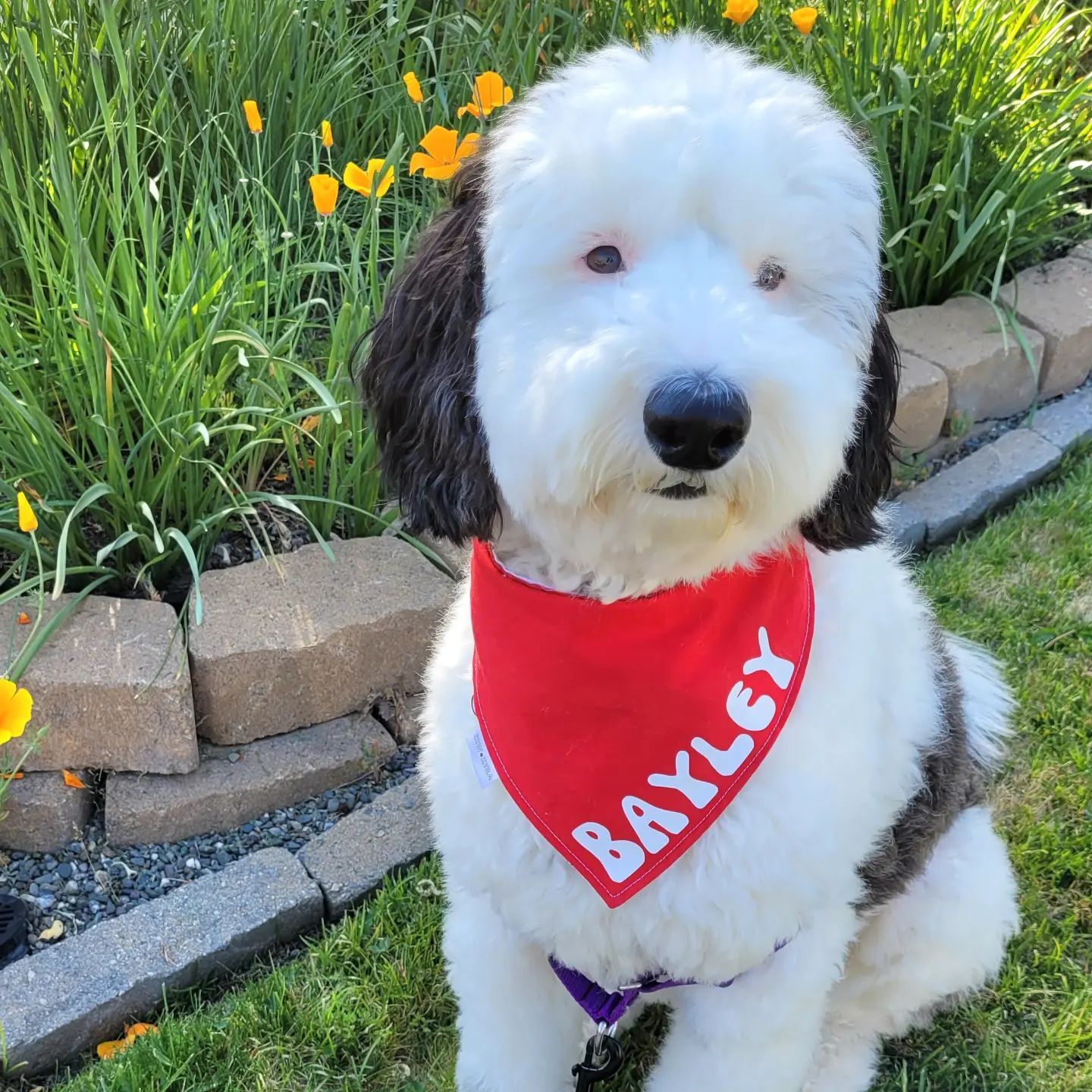 Bayley Mini Sheepadoodle