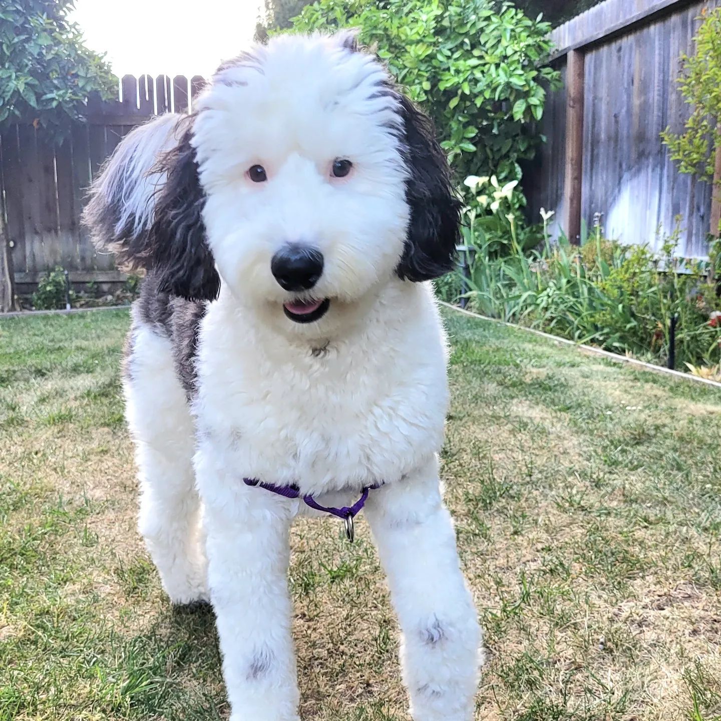 Bayley Mini Sheepadoodle